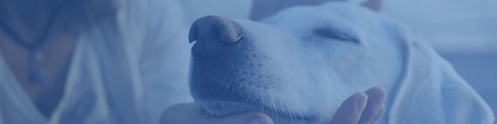 doggywiff marketplace