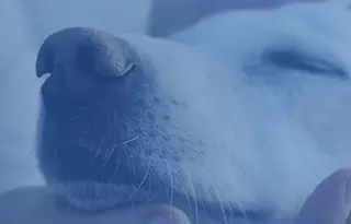 doggywiff alternative to dog kennels