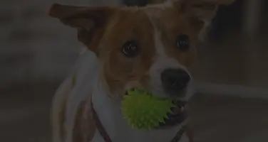Doggywiff