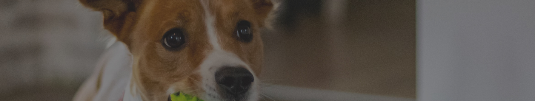 doggywiff pet sitting marketplace